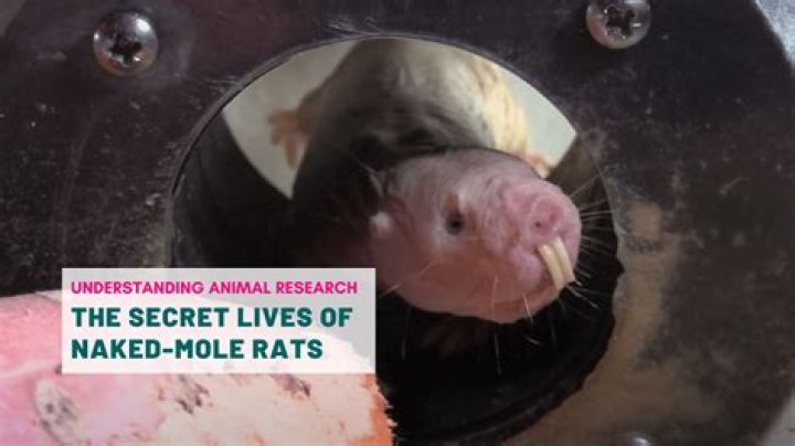 Naked Mole Rats Are Biologically Designed To Outlive Us All