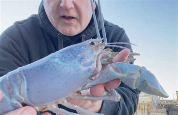 Portland Fisherman Catches Rare 'Cotton Candy' Lobster Off Maine Coast