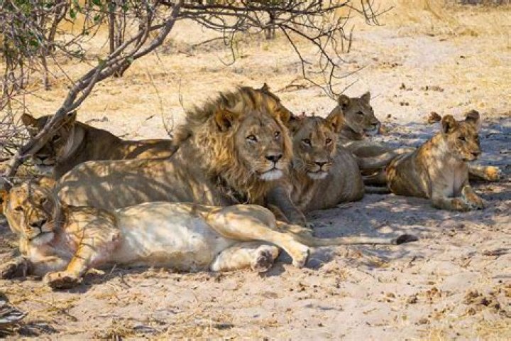 Pride Of Lions Eats Group Of Poachers Alive In South African Game Reserve