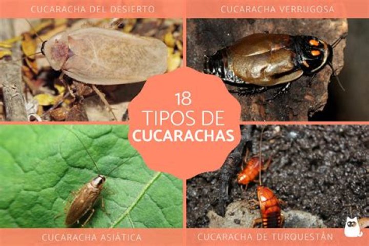 ¿Qué odian las cucarachas? – Celebrity.fm