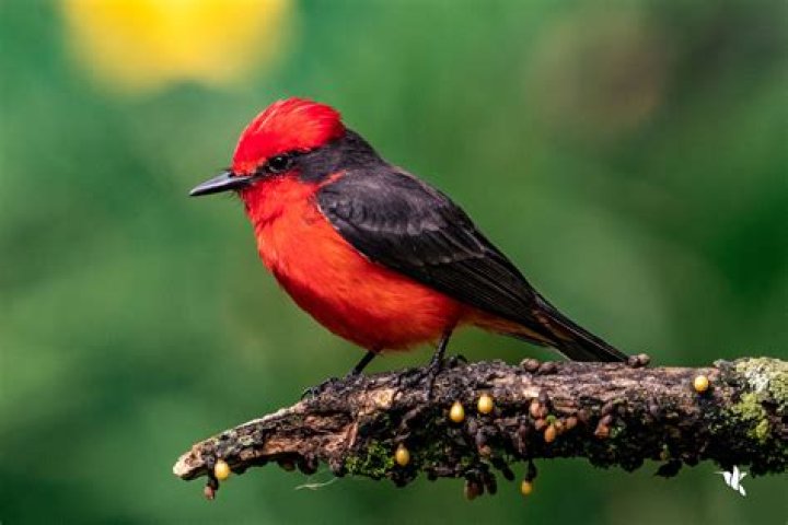 ¿Qué pájaro tiene el pecho naranja? – Celebrity.fm