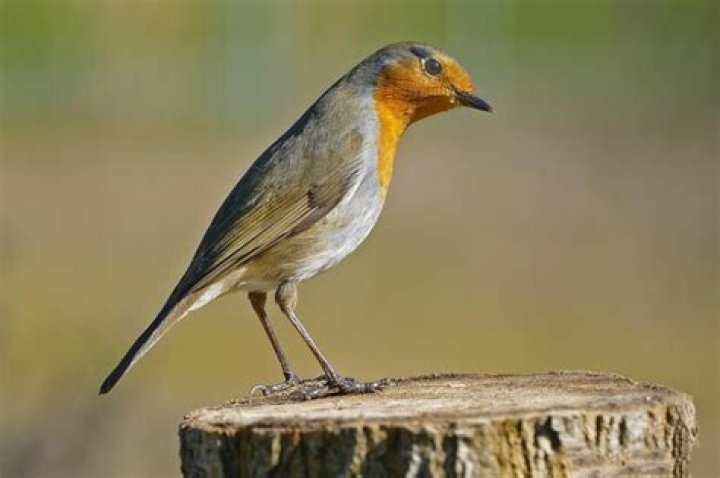 Que tipo de pássaro é laranja?