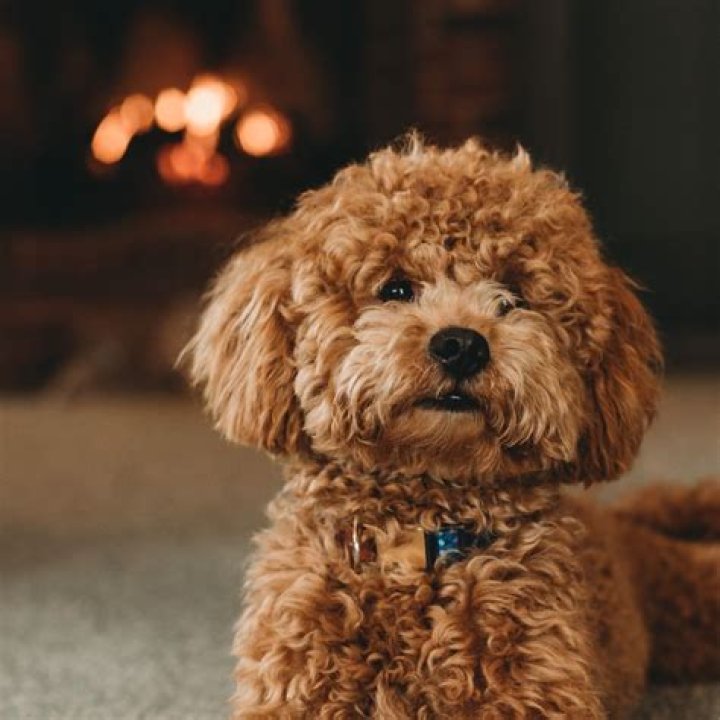¿Qué tipo de perro es SCUD? – Celebrity.fm