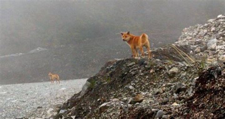 Rare New Guinea Singing Dogs Found Thriving In The Wild