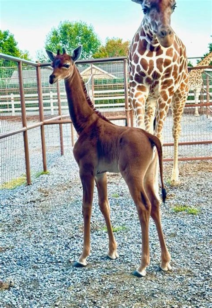 Rare Spotless Giraffe Born At Tennessee Zoo