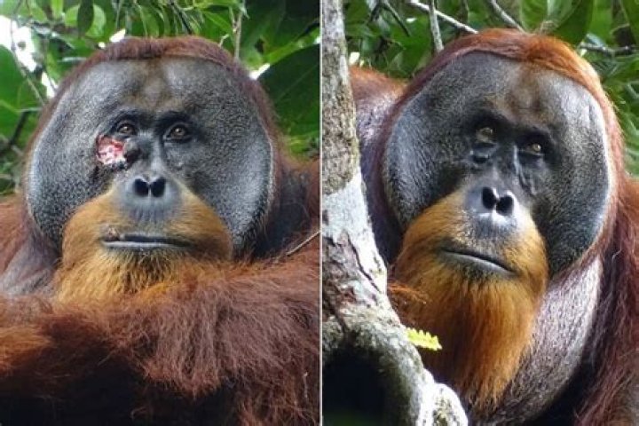 Researchers Observe Orangutan Using Medicinal Herbs