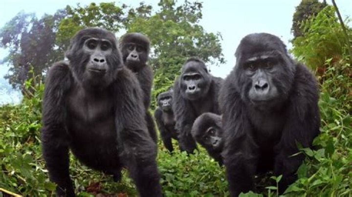 Robotic Gorilla Films Wild Gorillas Singing For The First Time Ever