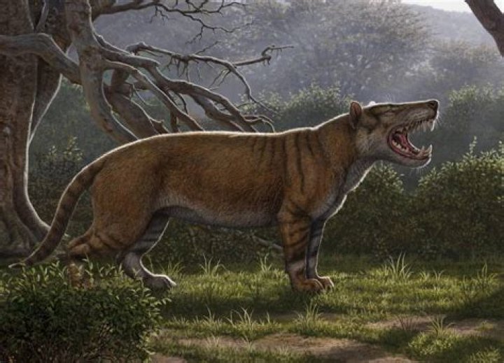Scientists Discover Prehistoric Lion With Banana-Sized Teeth