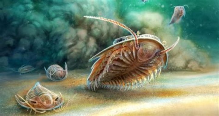 Scientists Find 500-Million-Year-Old Trilobite Fossils In Morocco