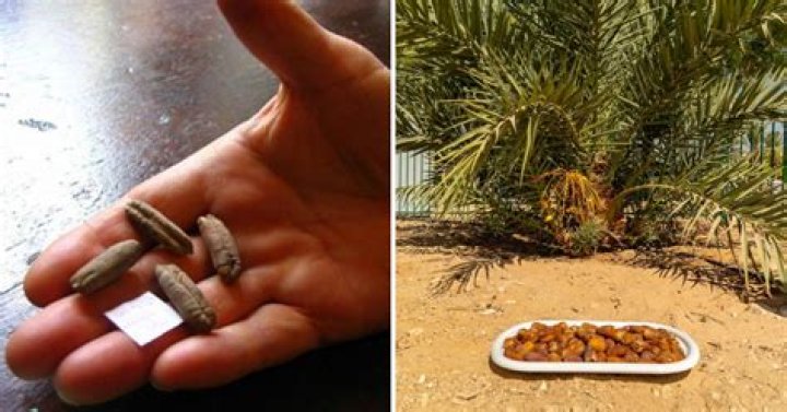 Scientists Grow Date Palm Trees From 2,000-Year-Old Seeds