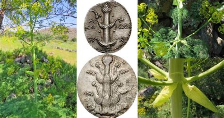 Silphium, The Ancient 'Miracle Plant' Rediscovered In Turkey