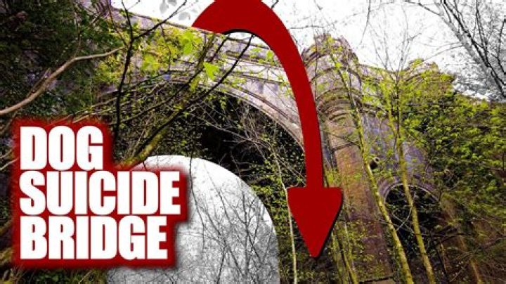 Solving The Mystery Of Scotland's Dog Suicide Hotspot