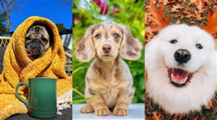 Take a Paws to Appreciate These Adorable Celebrity Dogs’ Instagram Accounts
