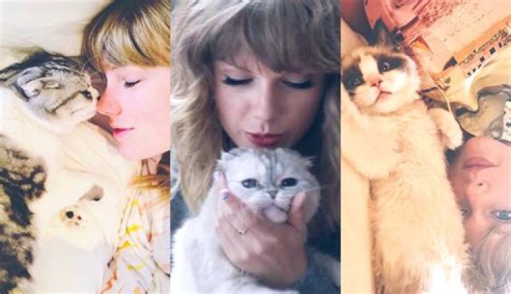 Taylor Swift Is ‘Obsessed’ With Her Cats! A Guide to Her 3 Fur Babies: Meredith, Olivia and Benson