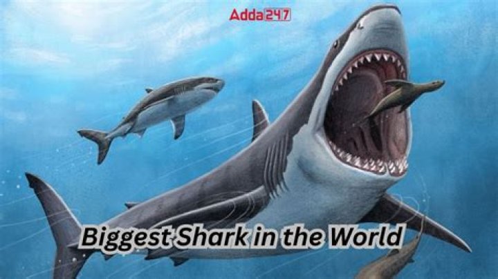The Biggest Shark To Ever Live