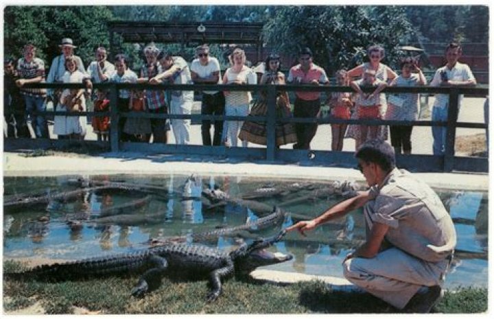 The California Alligator Farm, Where Humans And Gators Played Together