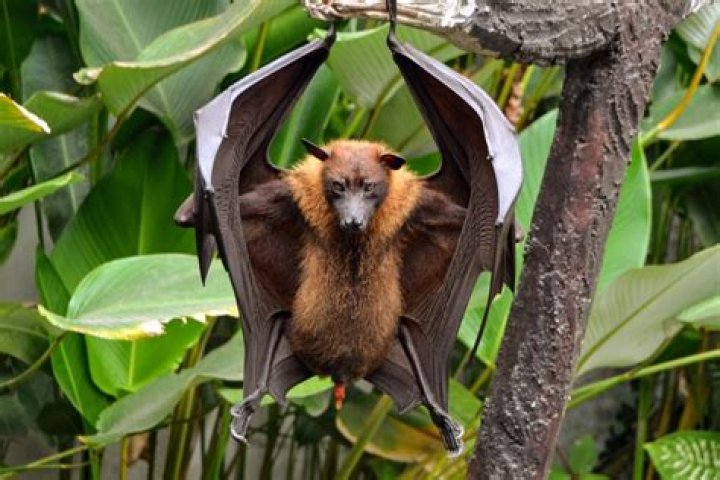 The Giant Golden-Crowned Flying Fox, The Largest Bat In The World