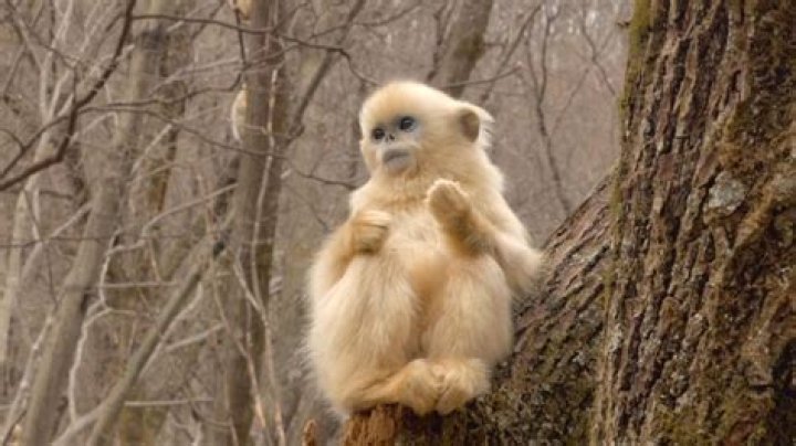 The Golden Snub-Nosed Monkey, China's Cute Yet Endangered Primate