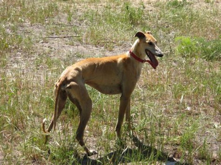 The Spanish Greyhound Left To Die By The Hundeds Of Thousands