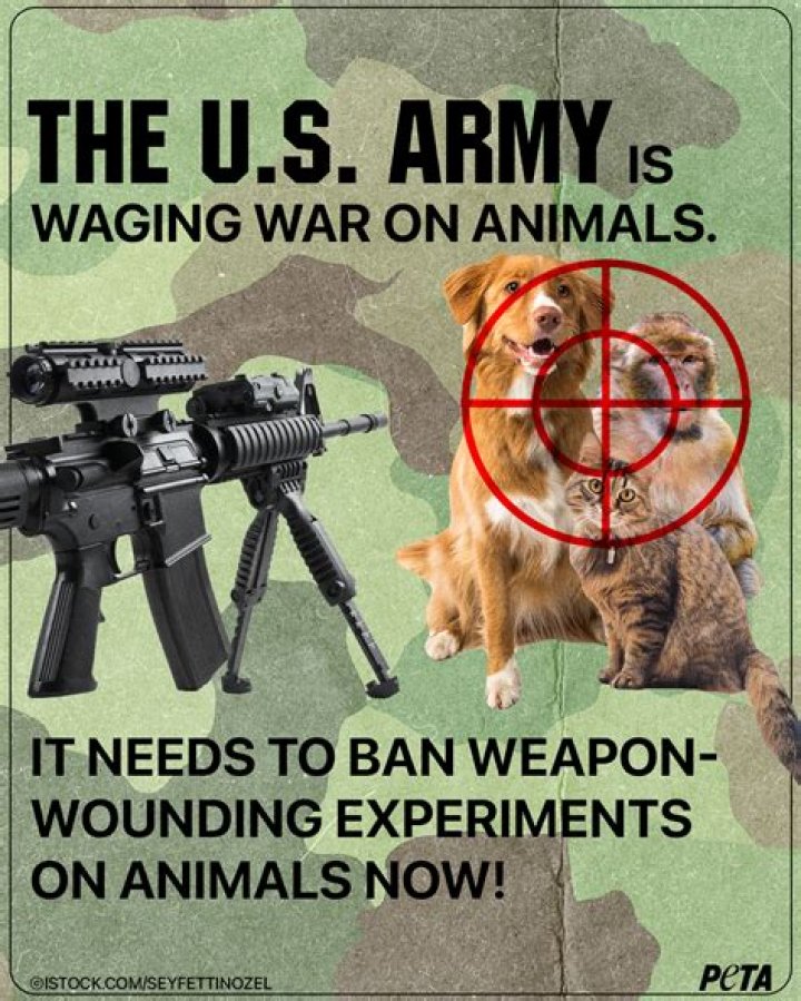 The Violent Ways Humans Have Used Animals As Weapons For War