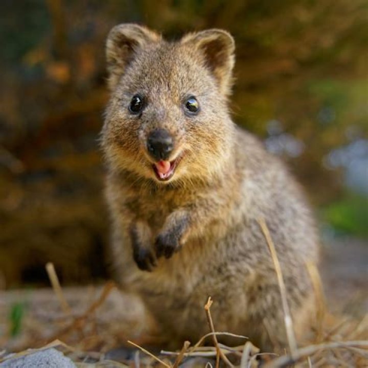 This Smiling, Cat-Sized Marsupial Might Be The Cutest Animal On Earth