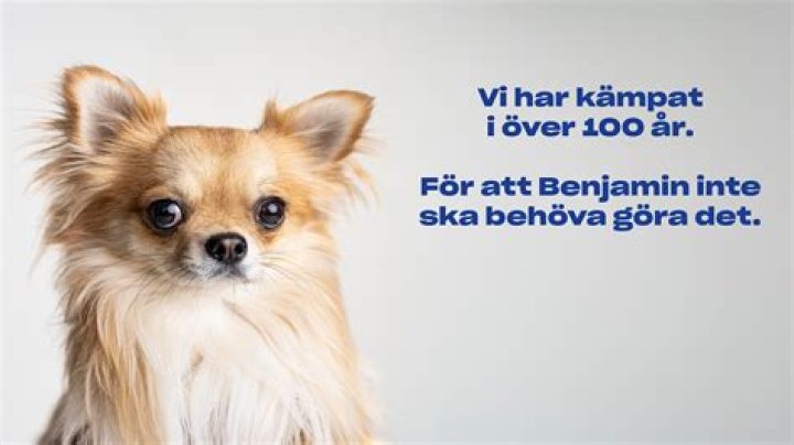 Varför tar inte Gino av sig hatten? – Celebrity.fm