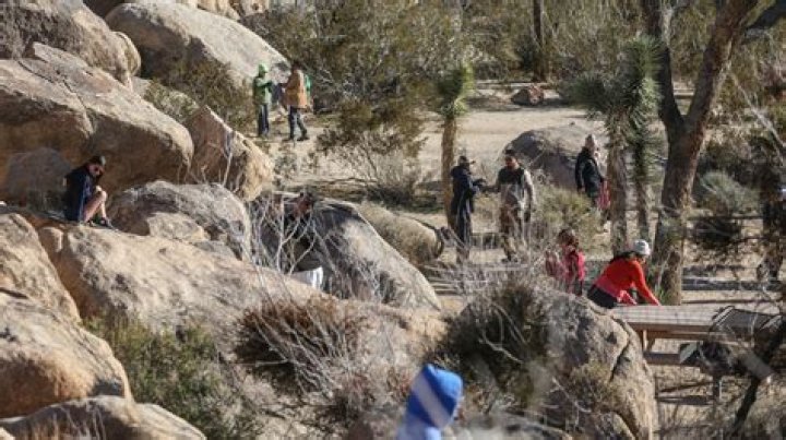 Visitors Vandalize Joshua Tree Park During Government Shutdown