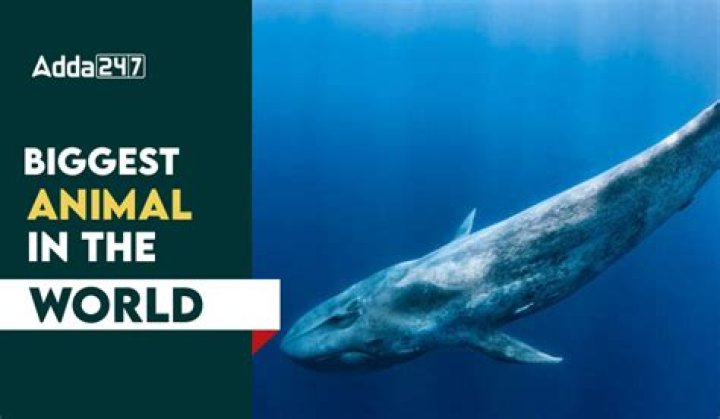 Watch This Stunning New Footage Of The World's Largest Animal Eating