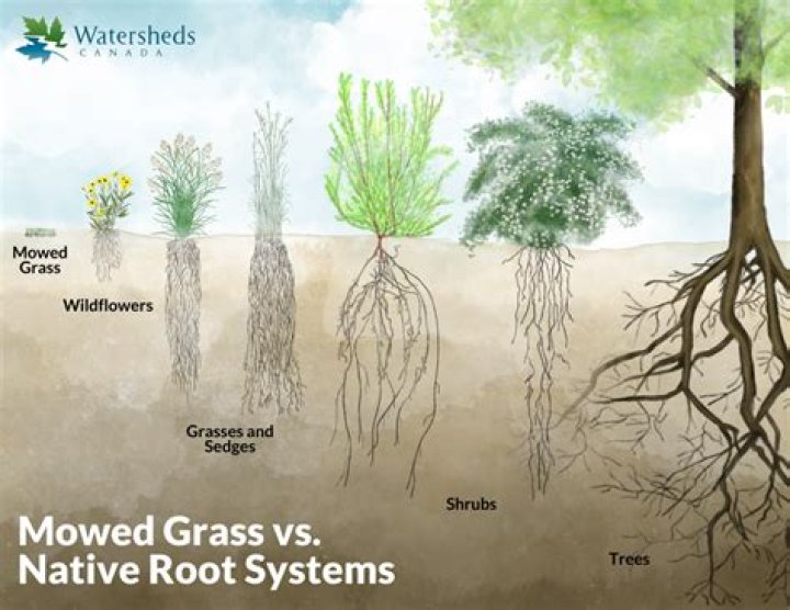 What are gurdy roots good for warding off?