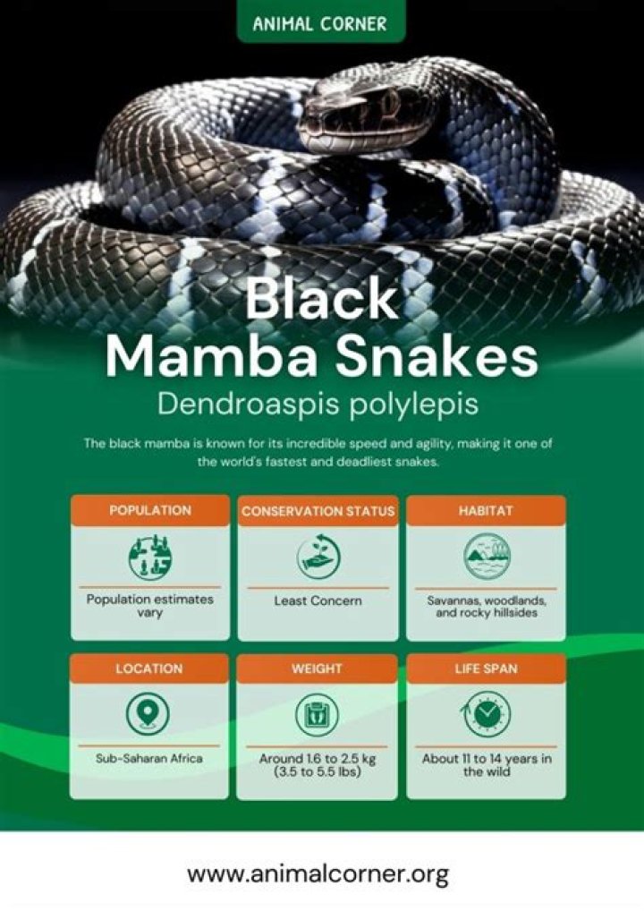 What does Black Mamba Patronus mean?