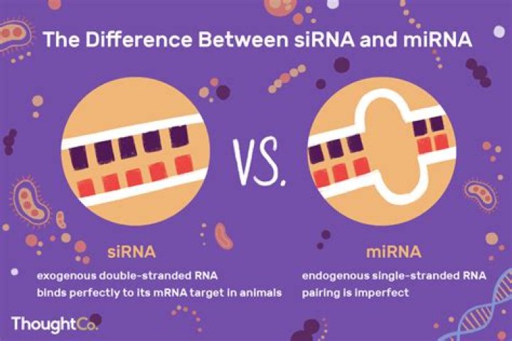 What is the Difference Between siRNA and miRNA