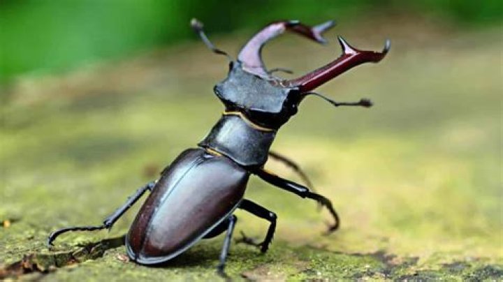 What to do if you find a stag beetle?