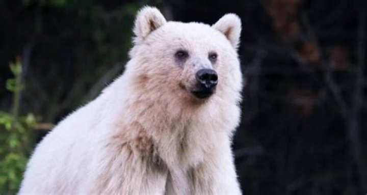 White Grizzly Bear Nakoda And Cubs Killed On Canadian Highway