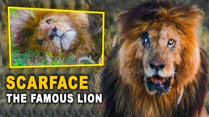 Why Scarface is One of the Greatest of All Time